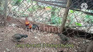 gà rừng rặc 3 tháng chuồng... | Quý Gà Rừng