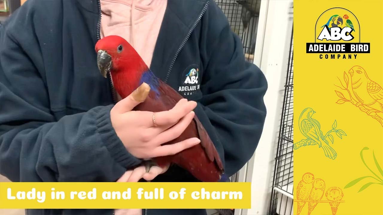 Female Baby Hand-Reared Eclectus | Adelaide Bird Co - YouTube