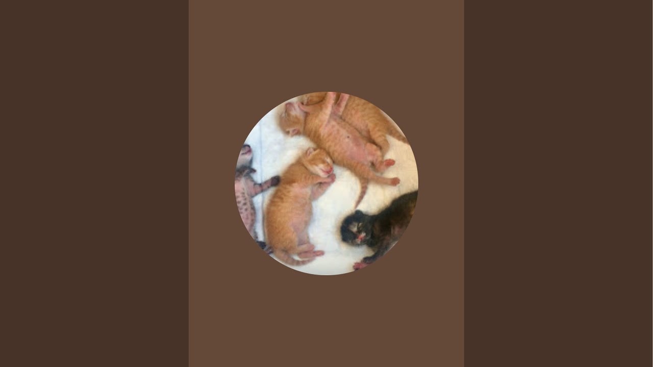 Portakal’ın Bebekleri🌸 kanalı canlı yayında