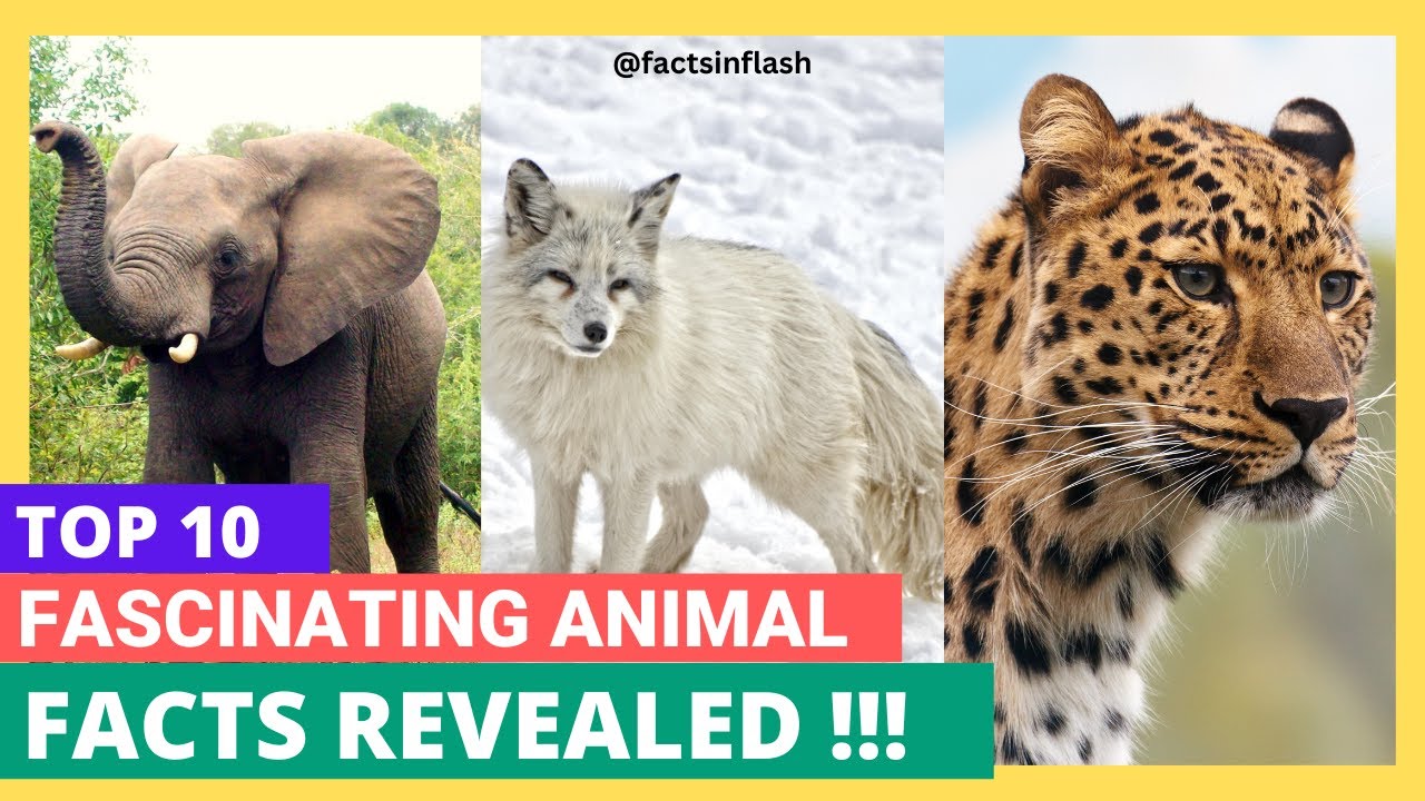 10 UNBELIEVABLE Facts You Need to Know! ANIMAL Wonders Unveiled ! - YouTube