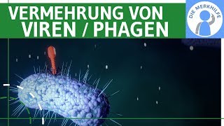 Vermehrung von Viren / Phagen einfach erklärt - Lytischer & Lysogener Zyklus, Bakterienzelle Genetik