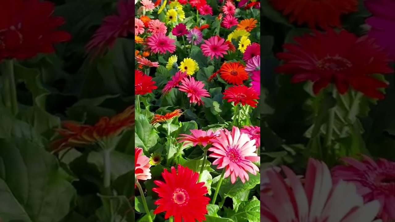 Gerberas Flowers Bloom Gardening Garden Nature Homedecor Plantlover Decor