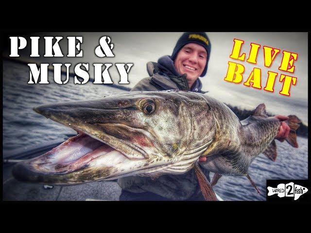 How to Live Bait Rig Late Fall Pike and Musky 