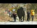An elephant and 48 vintage Welsh tractors.