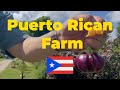 This Farm Can Help Change Puerto Rico Forever