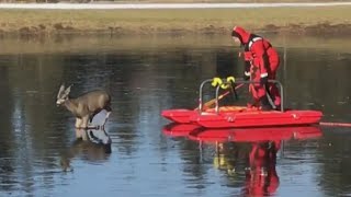 Firefighters Help Deer Stuck on Frozen Pond Get Back to Land