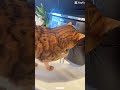 Smart cats