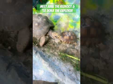 Meet Juvie The Redfoot & ‘Lil Dora The Explorer!