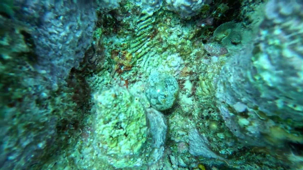 Visit to one old coral head Grand Turk March 2026