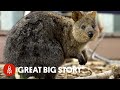 How Quokka Selfies Helped Protect This Adorable Animal