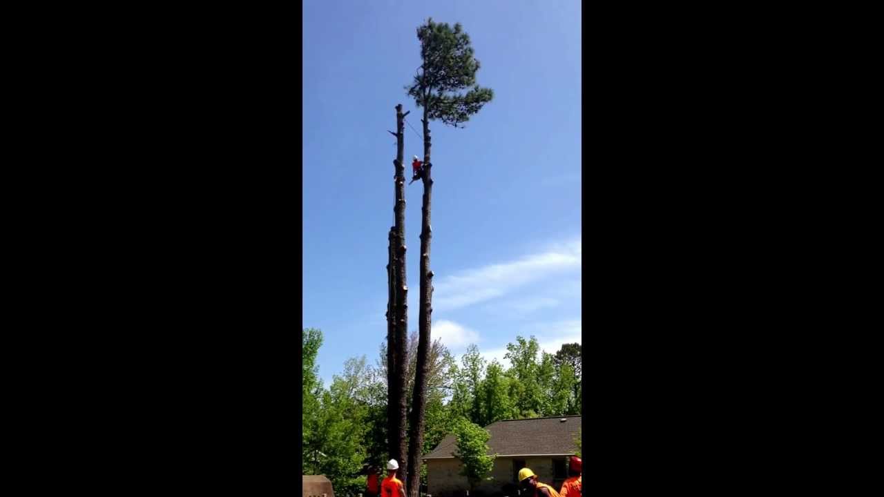 tarzan tree service tarzan tree service youtube tarzan tree service tarzan tree service youtube