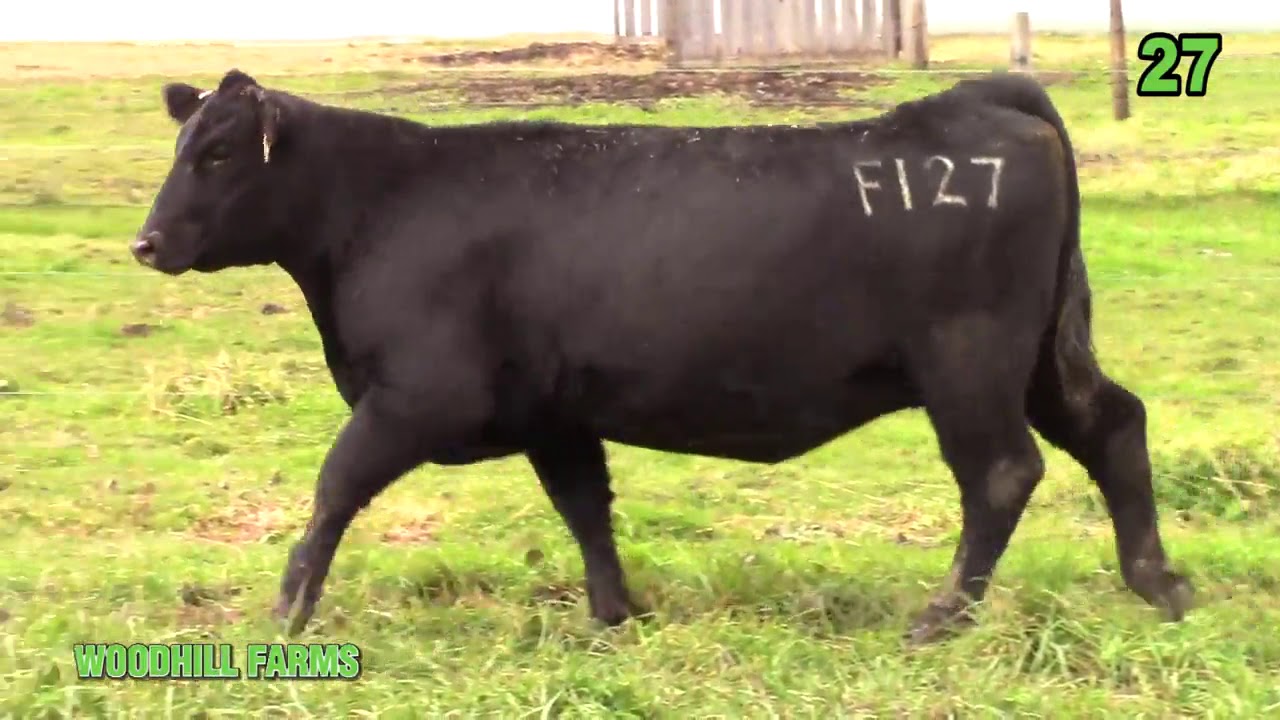 Woodhill Farms Lot 27 YouTube