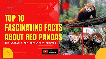 Discover the Top 10 Fascinating Facts About Red Pandas - The Adorable and Endangered Species!