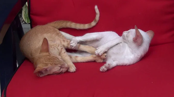 Watch the video about Kittens Prince + Emerald 2016 (part 4) - 15 weeks