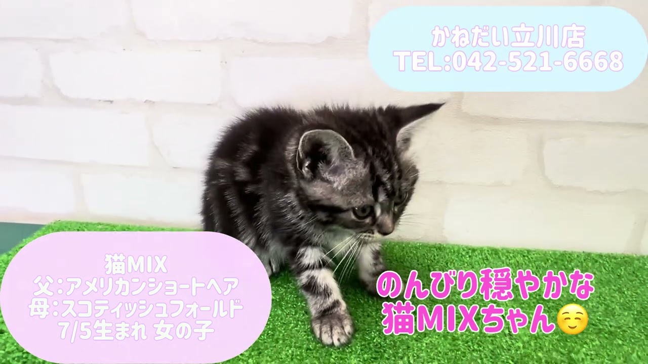 価格の安い【動画あり！】猫MIX（父：アメリカンショートヘアー×母