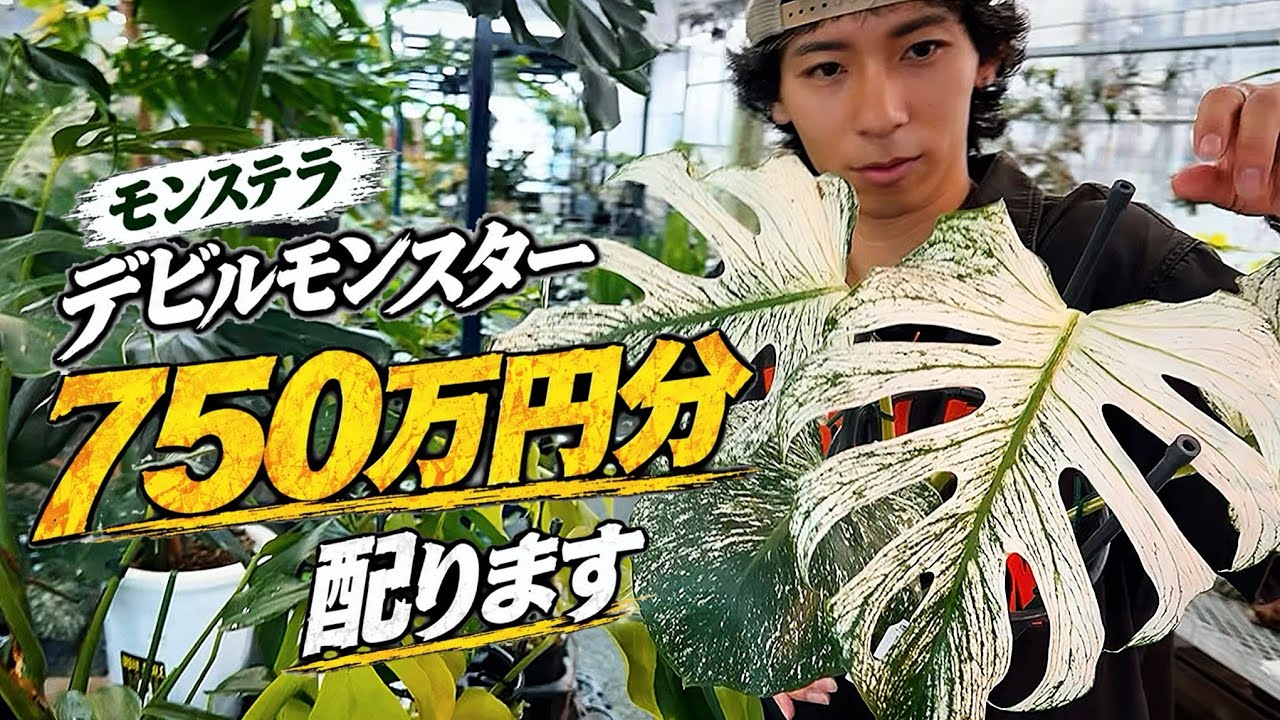 SHOCKING] I'm giving away ultra-expensive Monstera plants worth a