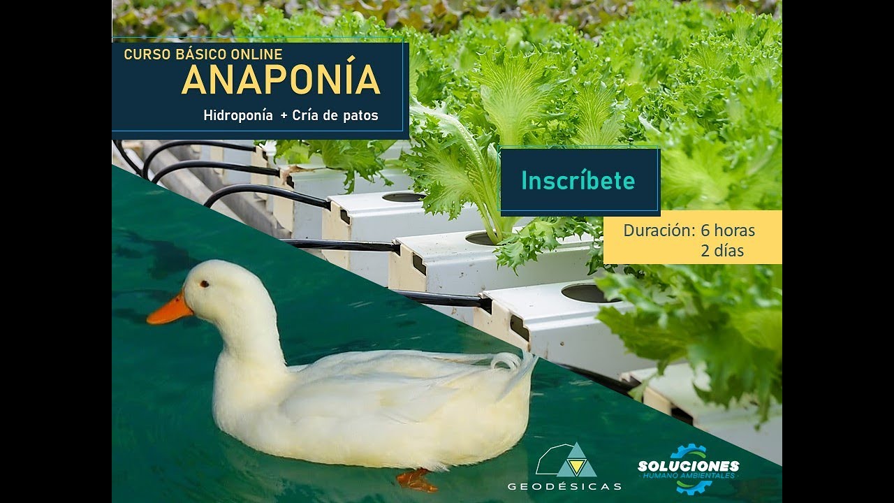 CURSO ANAPONÍA ONLINE (cría de patos + hidroponía) - YouTube