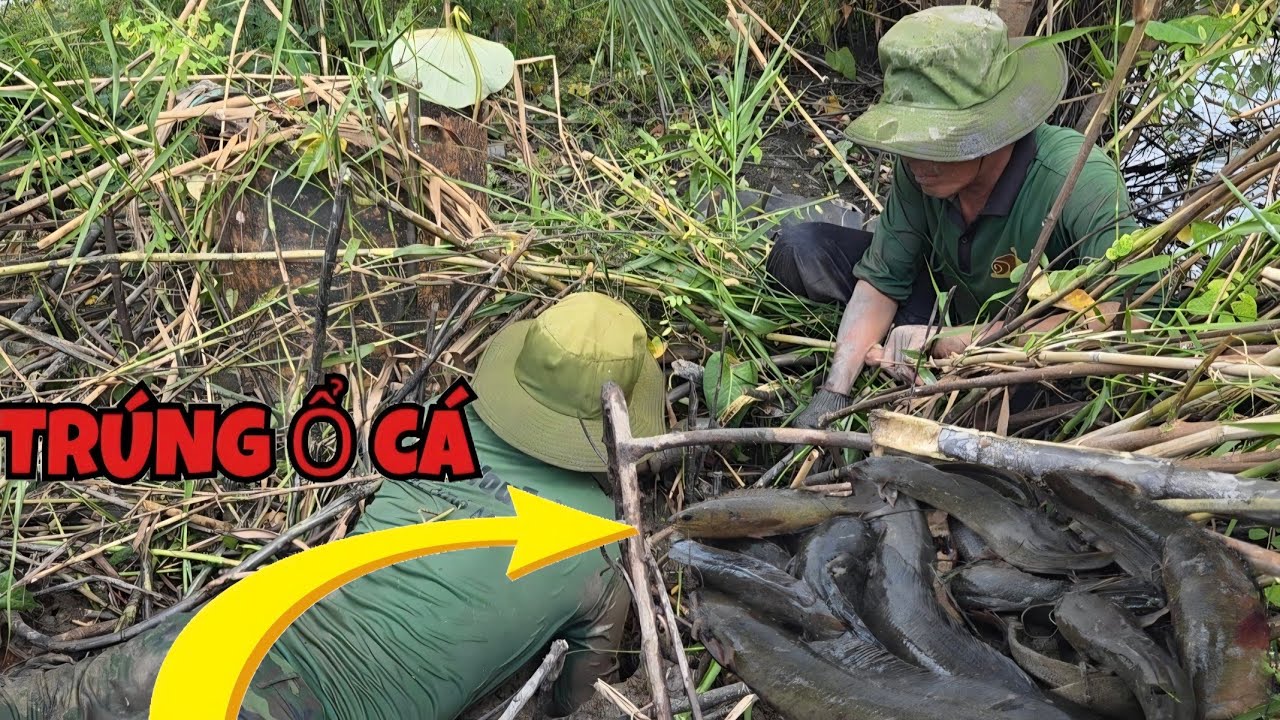 Nước Rút Cạn_Ra Đồng Có Hang Là Có Cá, Bắt Mê Tới Gần Chiều Không Hay...Trúng Mánh | ONMT #Tập 153