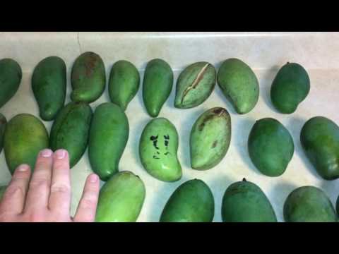 Video: Si Të Gatuani Viçin Thai Me Mango