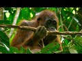Nature's Most Extraordinary Moments Narrated by Sir David Attenborough | BBC Earth