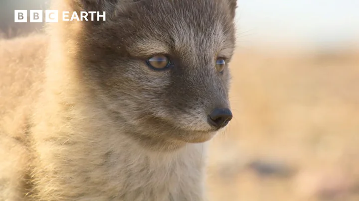Nature's Most Extraordinary Moments Narrated by Sir David Attenborough | BBC Earth