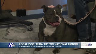 Vote Aura for America's favorite pet