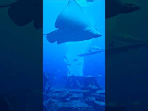 DUBAI ATLANTIS AQUARIUM