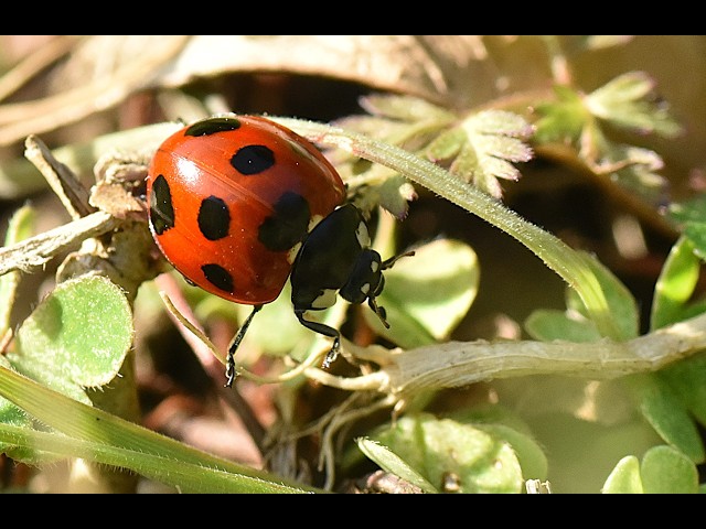 啓蟄の日を待てずに現れたナナホシテントウ虫 - YouTube