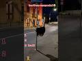 you laugh you lose 🤣 try not laugh challenge #25 😄 #shorts #funnyfails #trynottolaugh #viral