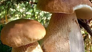 Funghi porcini /Boletus edulis mushroom - Masterpieces of nature 2023