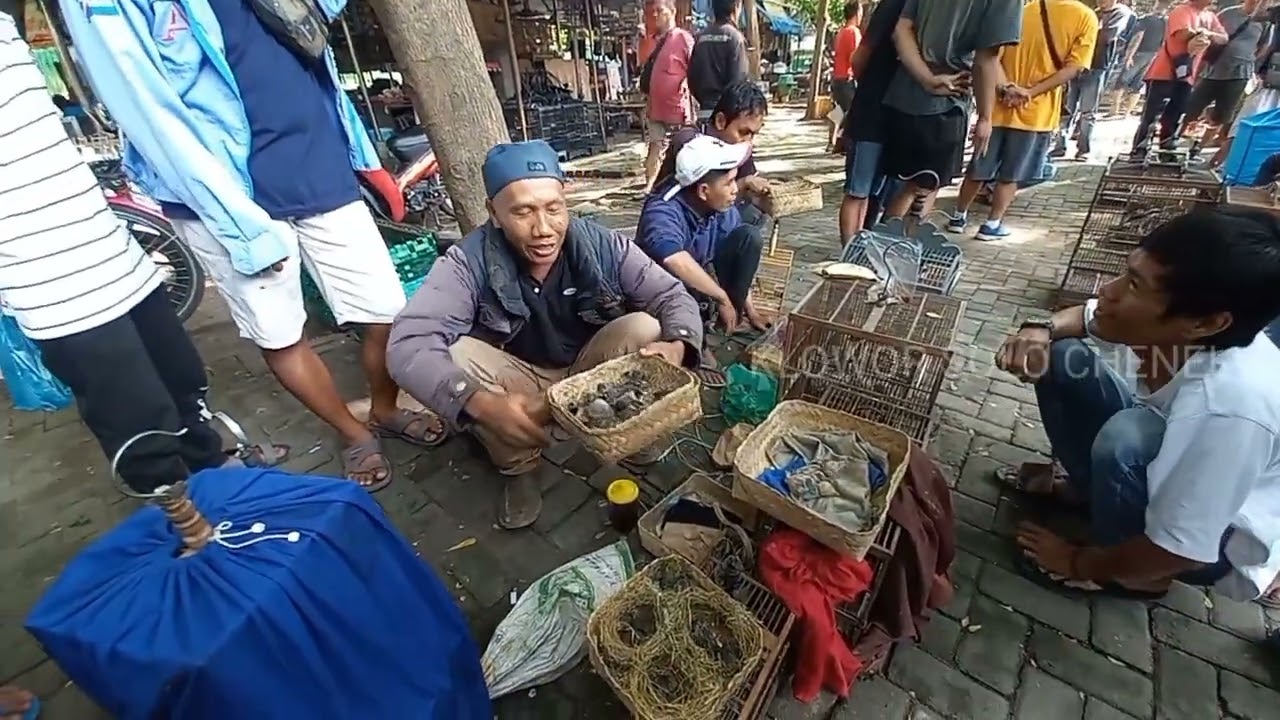 Menjelajahi Pasar Burung Tradisional Jawa: Berburu Burung Murah