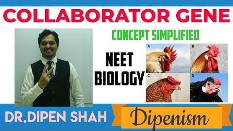 COLLABORATOR GENE | INTERGENIC /NONALLELIC | Principles of Inheritance Class 12 CBSE #NEET #Dipenism
