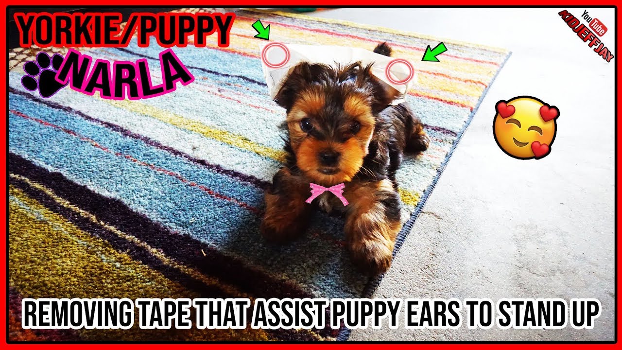 How To Help My Yorkies Ears Stand Up? Update New