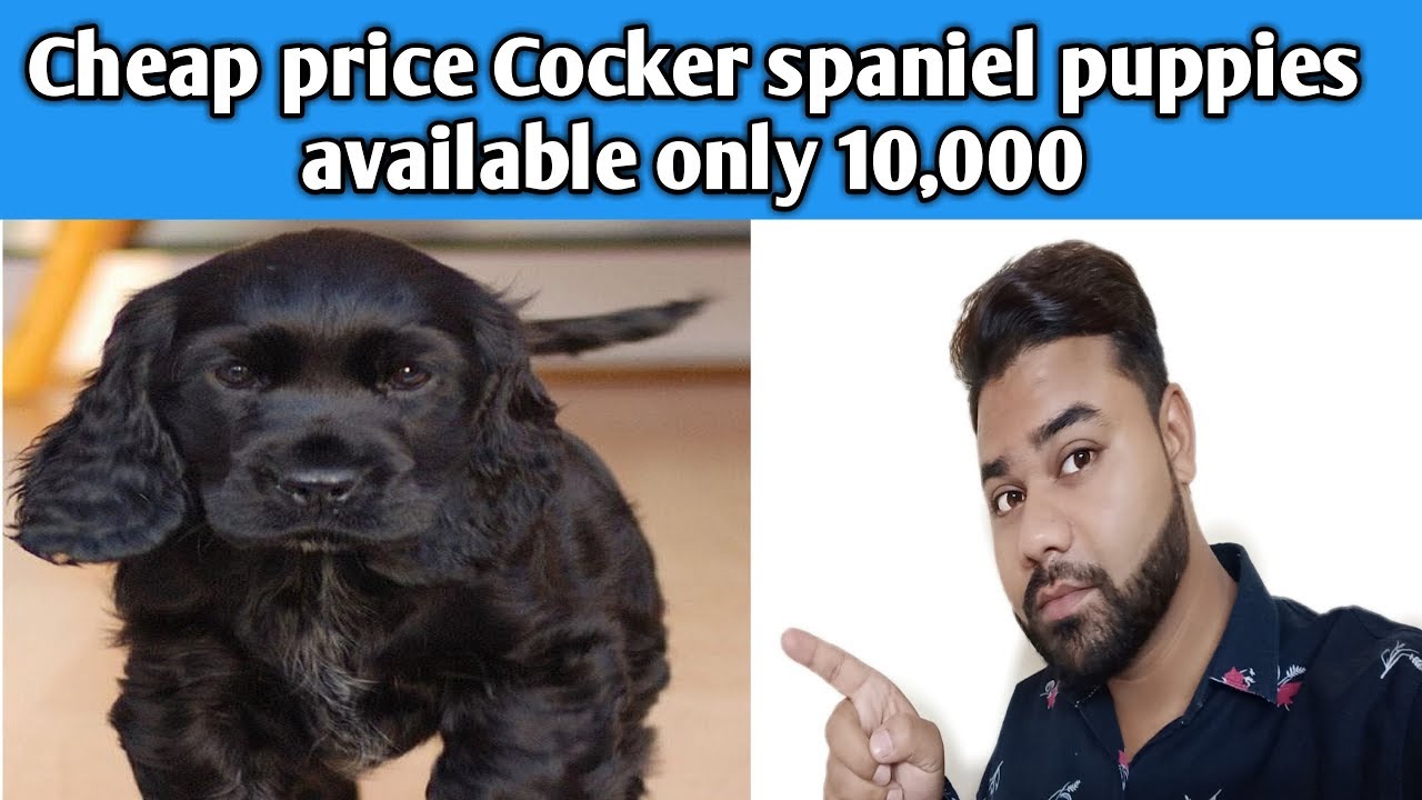 female cocker spaniel puppies for sale