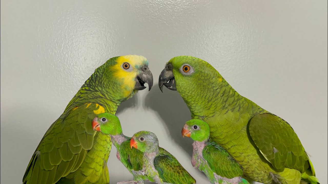 Loro llorando porque no quiere que le toquen asus bebés/loro llorando porque no nacen sus loritos🤣