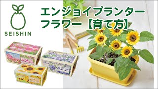 お家で始める野菜栽培セット