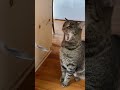 Purrs and pranks best moments 11