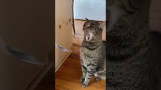 Epic Cat Reactions 😂 Funniest Pet Moments Ever 😸 - Purrs And Pranks Best Moments #11