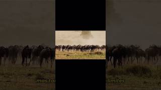 Testemunhe a Épica Migração dos Gnus Através da Savana Africana!#animaisselvagens #natureza #shorts