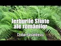 Ierburile Sfinte Ale Romanilor Tamaia, Leac Pentru Trup Si Suflet