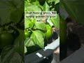 #fyp #viral #shorts #garden #nature