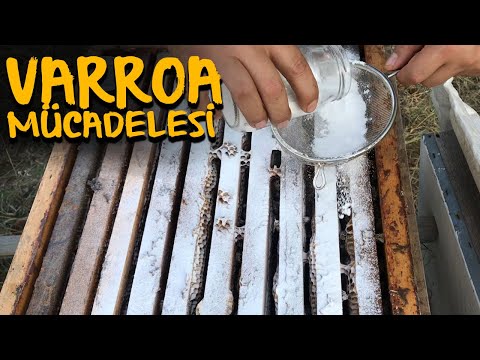 Arılarda Pudra Şekeri İle Varroa Mücadelesi