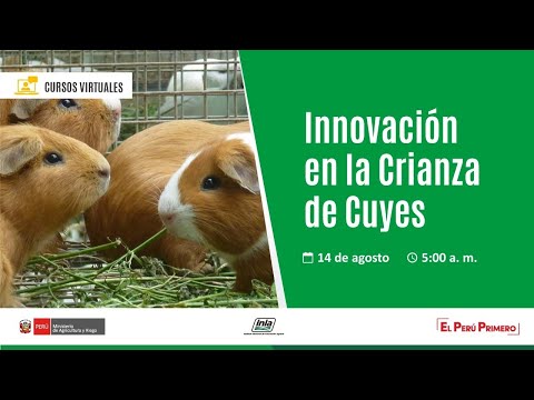 Innovación en la Crianza de Cuyes