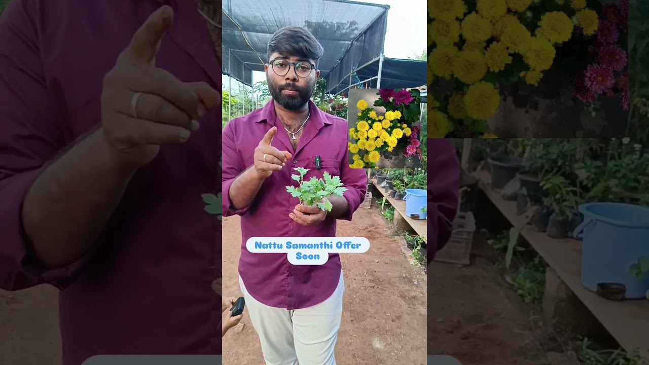 Nattu Samanthi Offer நாட்டு சாமந்தி 