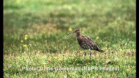 The cry of the Curlew