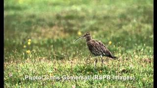 The cry of the Curlew