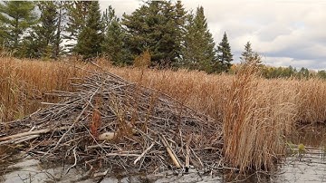 Beaver Trapping Basics Part 1, How To Find Beaver To Trap