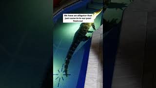 Florida Woman Finds 550-Pound Alligator in Pool: 911 Call