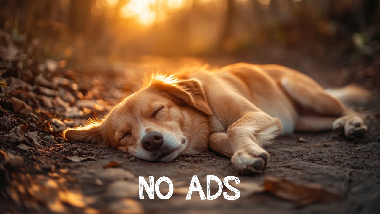 View of Deep Separation Anxiety Music for Dog Relaxation! Helped 4 Million Dogs ...