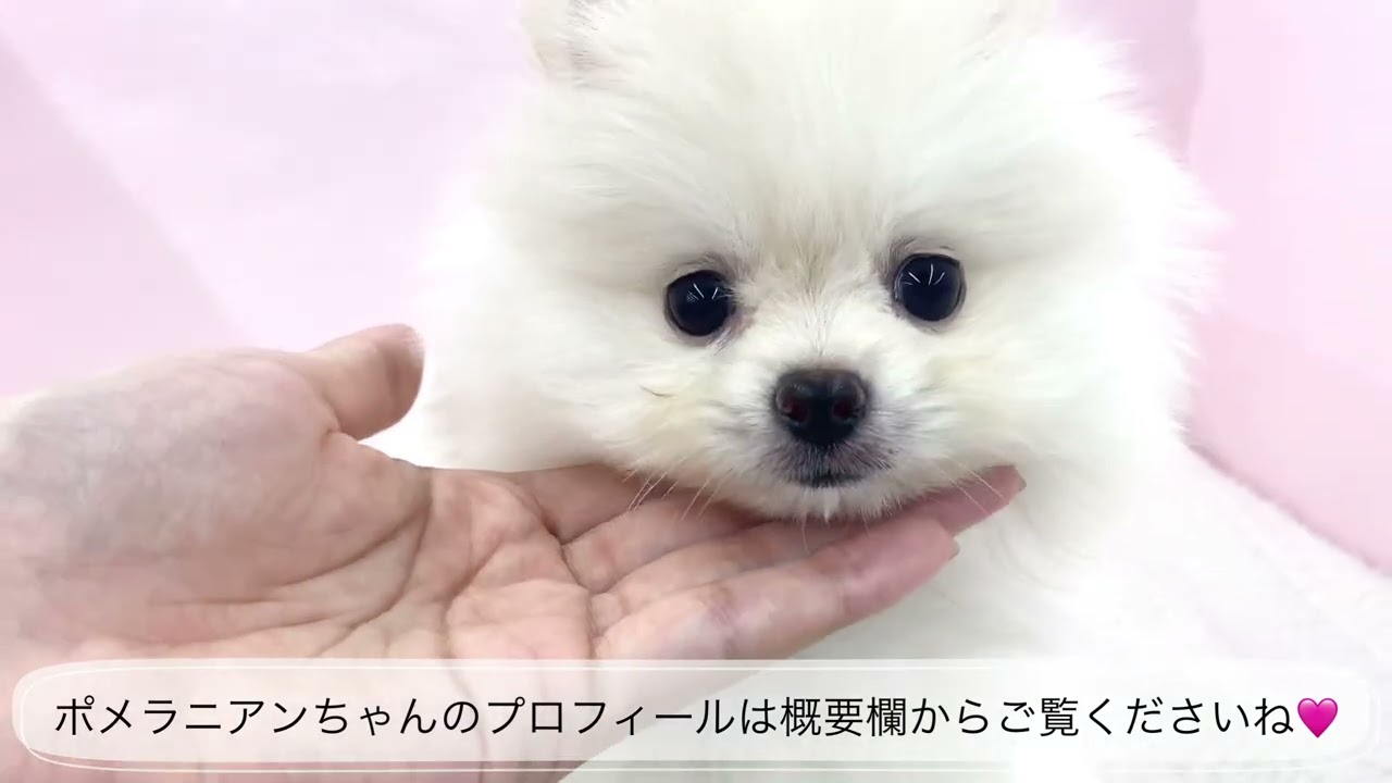 ポメラニアン 】動く綿あめ！華やかさ抜群の爆毛ポメラニアンちゃんが